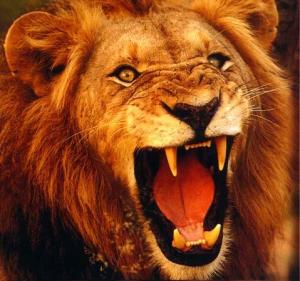 Roaring_Lion