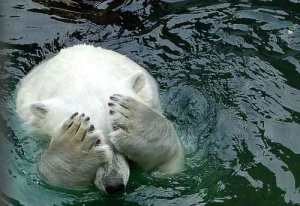 bear-covering-eyes